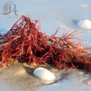 Carrageenan